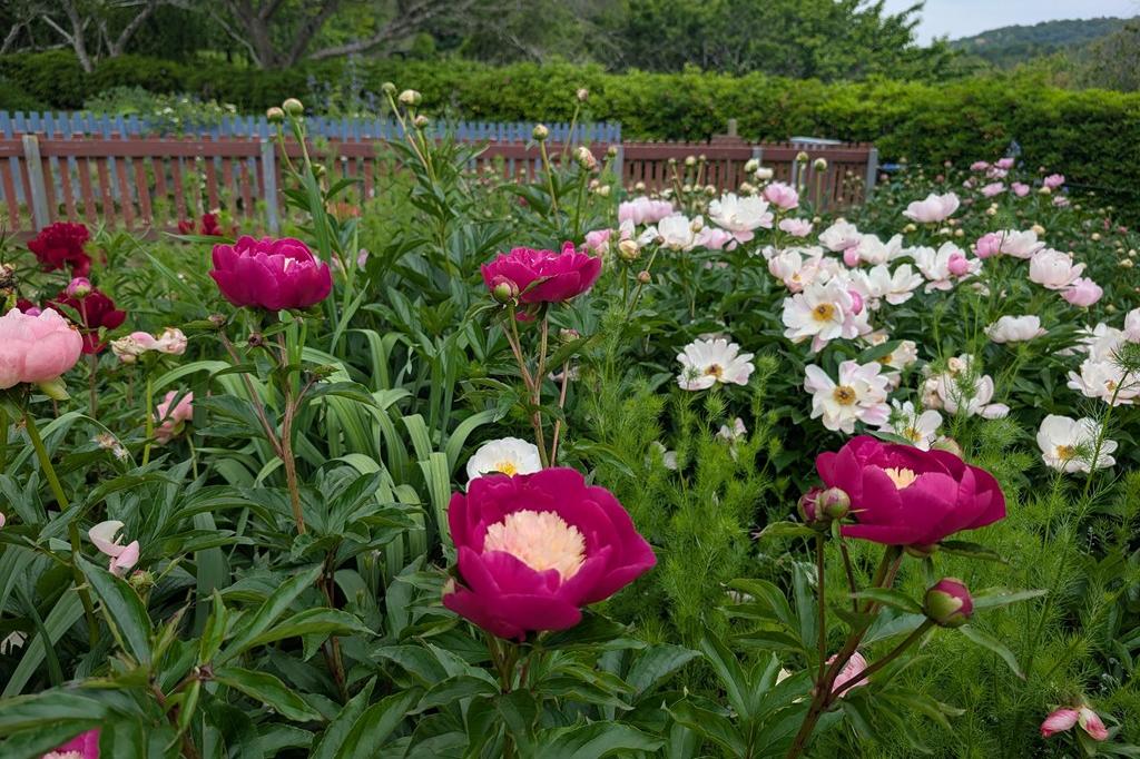 5月3日(日)のお花情報【シャクヤクの見頃続いています】