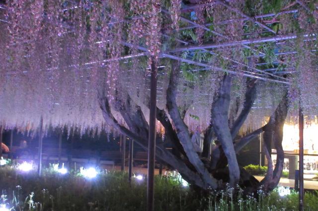 2026年4月30日（木）五万石ふじの開花状況を公開しました！