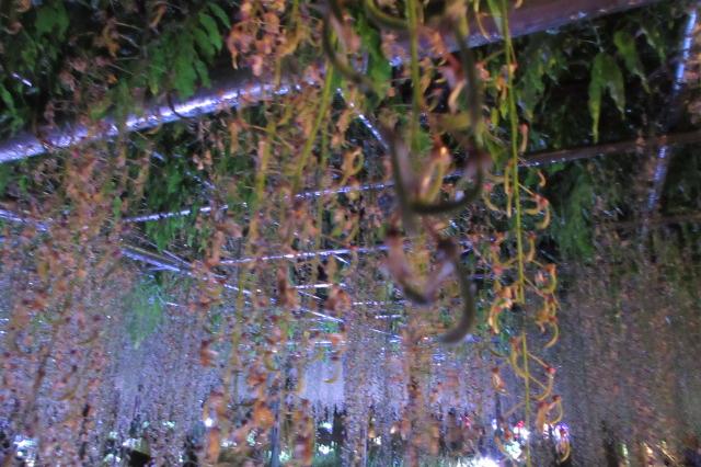 2026年5月1日（金）五万石ふじの開花状況を公開しました！