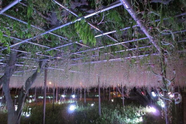 2026年5月2日（土）五万石ふじの開花状況を公開しました！