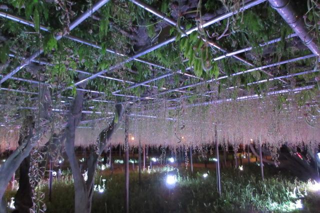 2026年5月4日（月）五万石ふじの開花状況を公開しました！