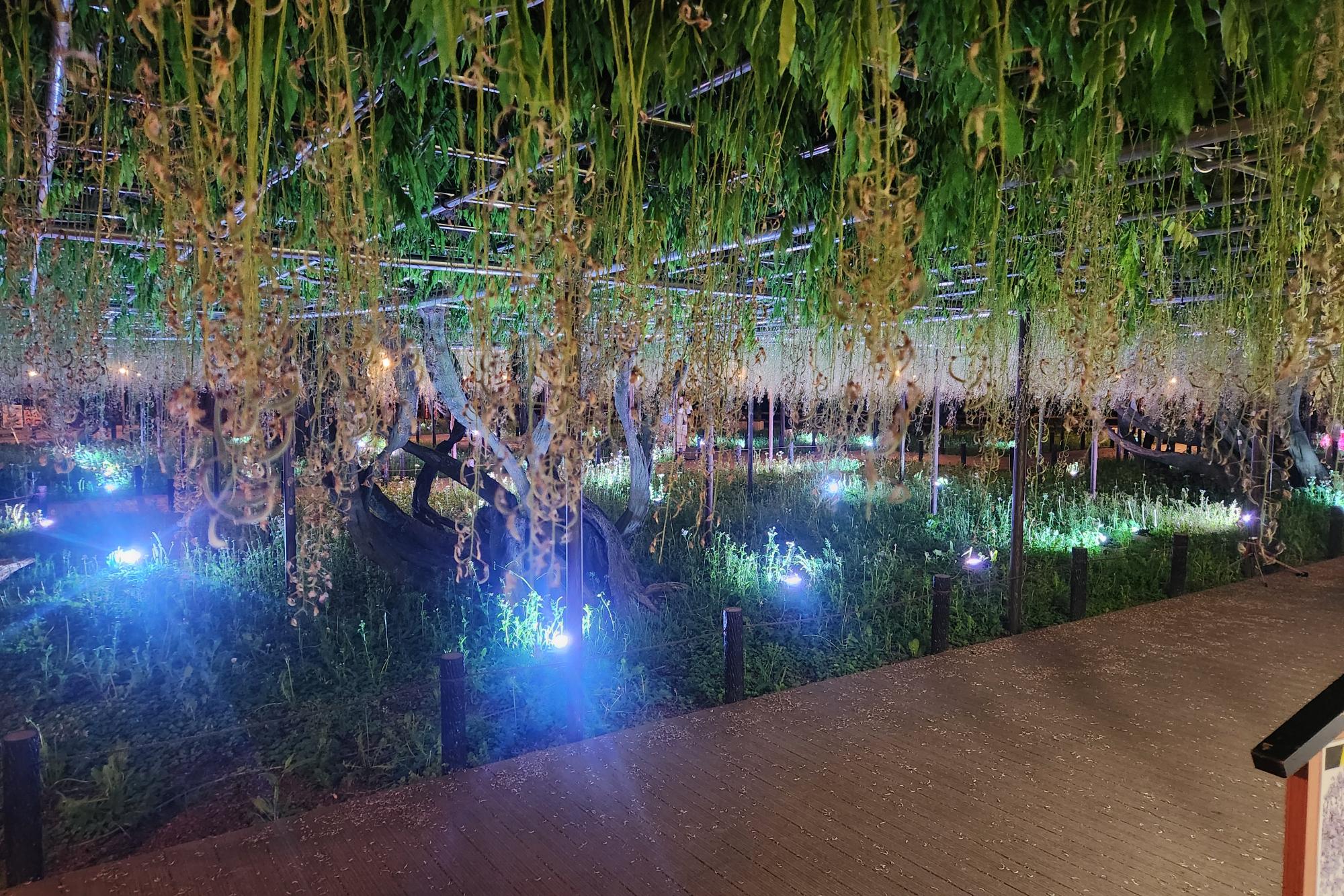 2026年5月5日（火）五万石ふじの開花状況を公開しました！