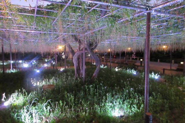 2026年5月6日（水）五万石ふじの開花状況を公開しました！