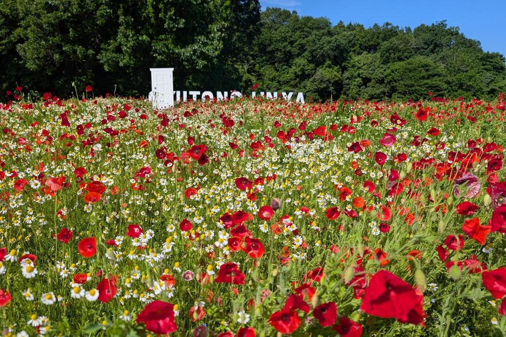 5月9日(土)のお花情報【ポピー、シャクヤク等】