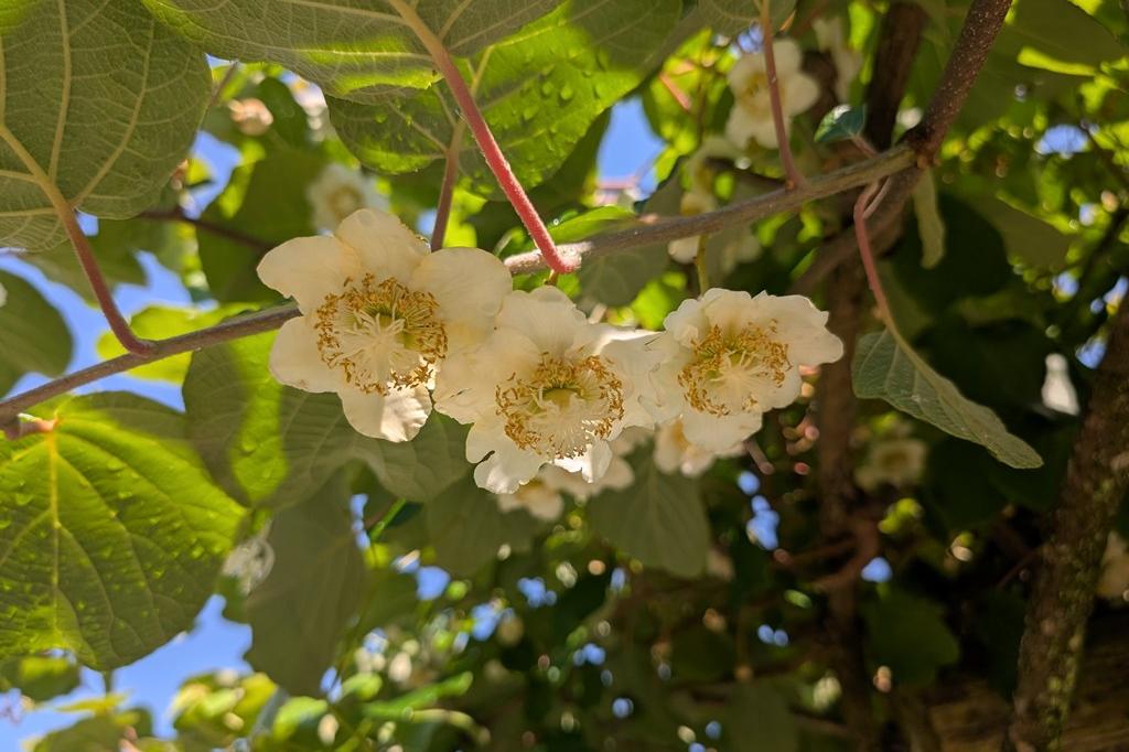 5月14日(木)のお花情報【キウイの花が咲きました】