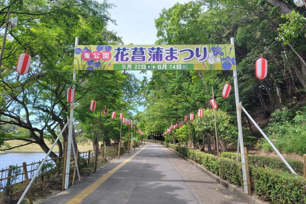 2026年の東公園花菖蒲園の開花状況をお知らせします！