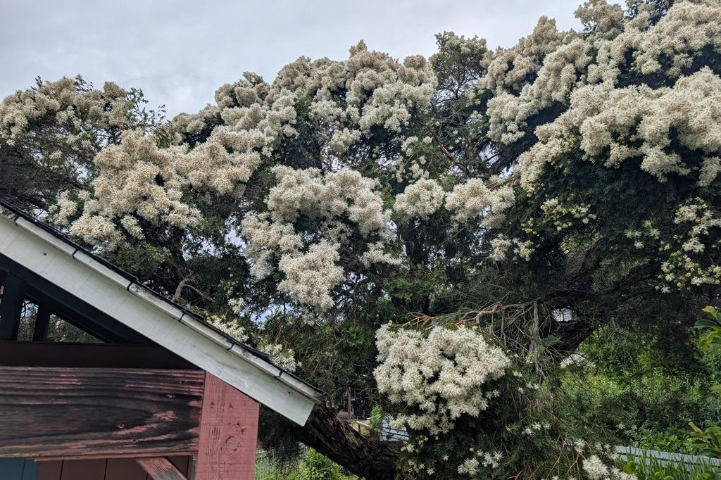 6月3日(水)のお花情報【メラレウカが見頃です】