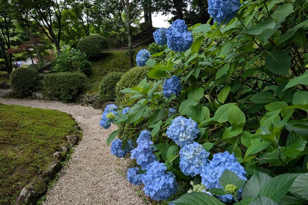6月9日(火)のお花情報【アジサイ・ササユリ】
