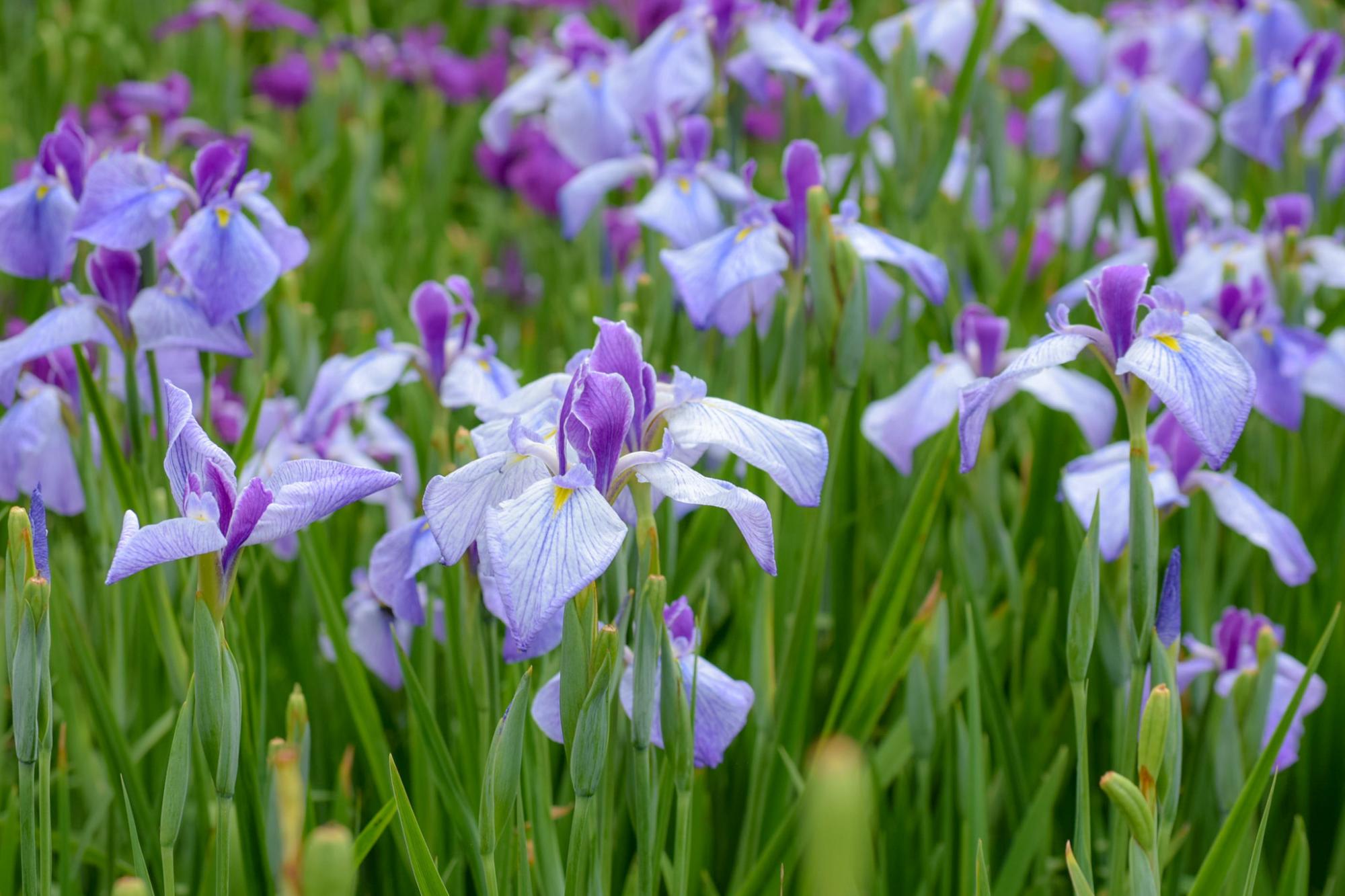 東公園「花菖蒲まつり」は6月14日（日）まで開催中！