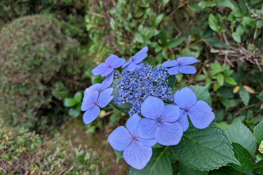 6月24日(水)のお花情報【アジサイ】