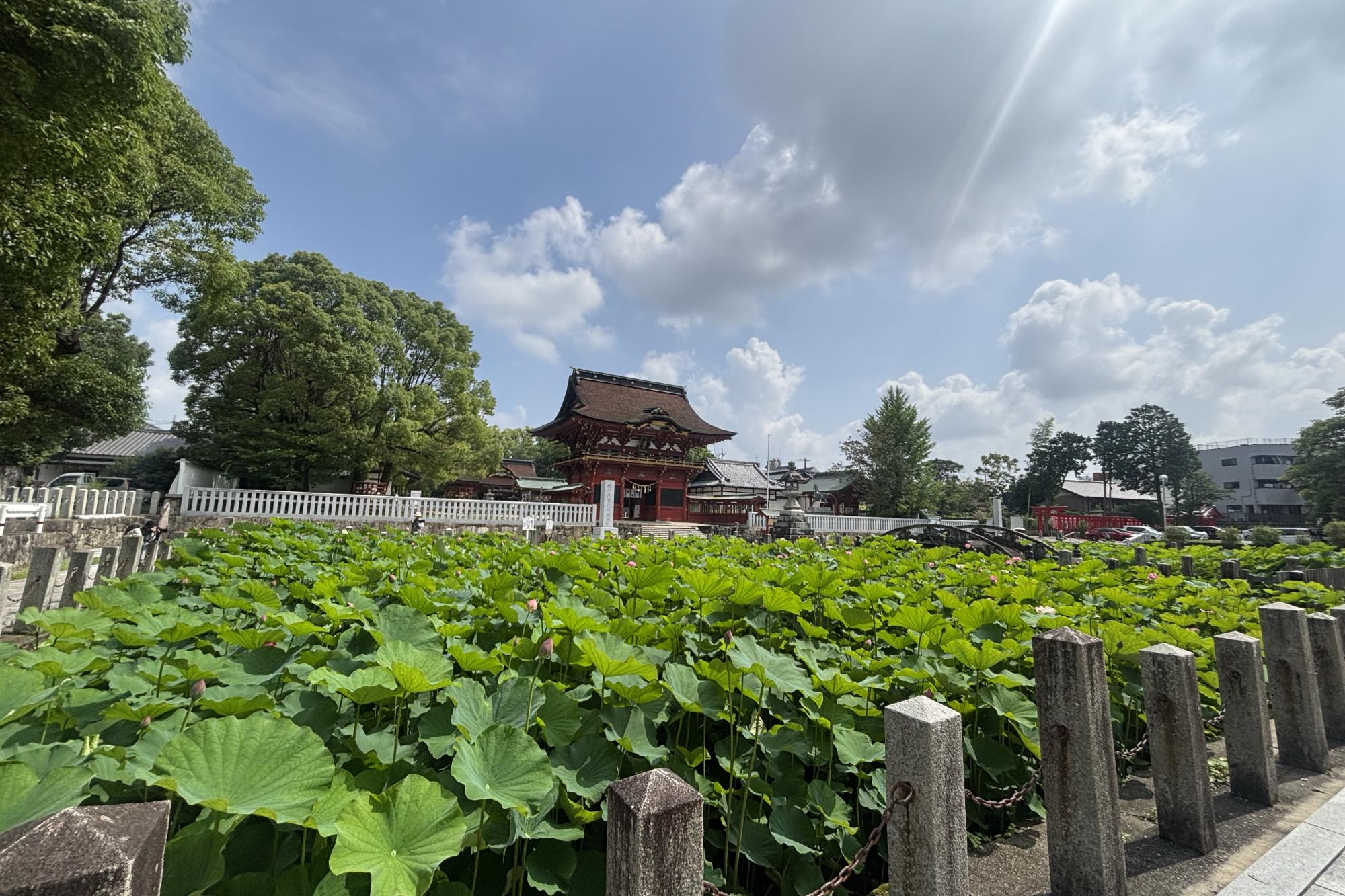 2026年の伊賀八幡宮のハスの開花状況をお知らせいたします！