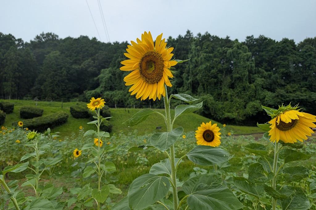 7月18日(日)のお花情報【ひまわり開花状況】