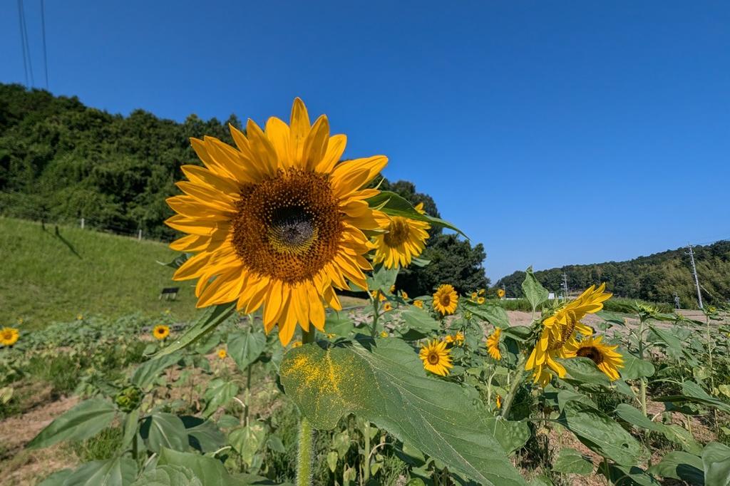 7月23日(木)のお花情報【ひまわりの開花状況です】