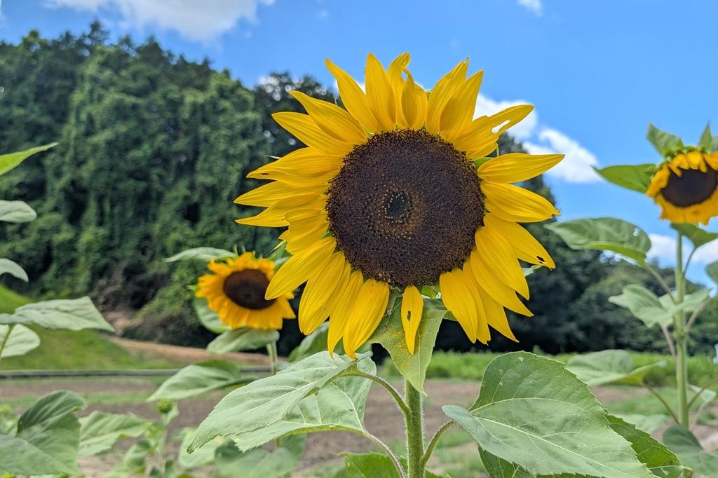 7月29日(水)のお花情報【ひまわり見頃です！】