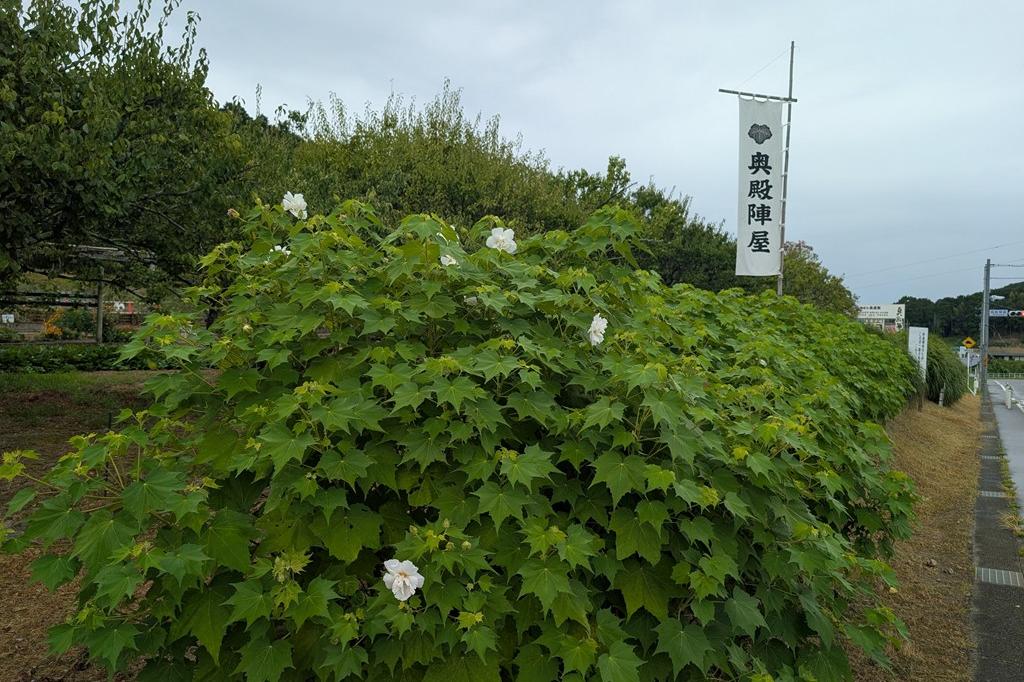 8月12日(水)のお花情報【酔芙蓉・ひまわり】