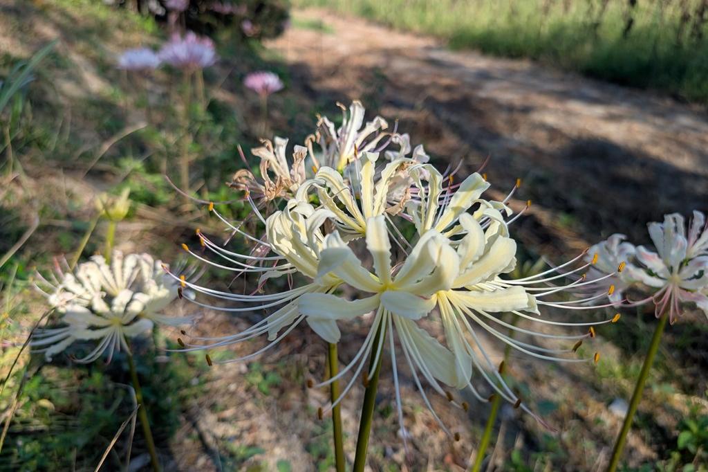 8月26日(木)のお花情報【酔芙蓉・彼岸花】