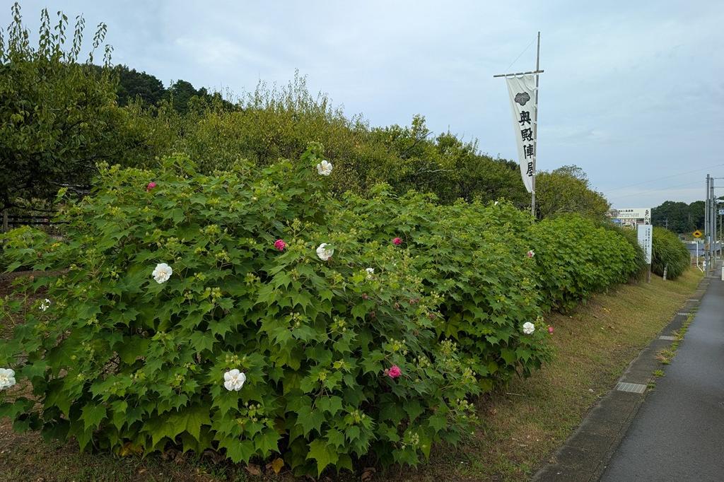 8月29日(土)のお花情報【酔芙蓉】