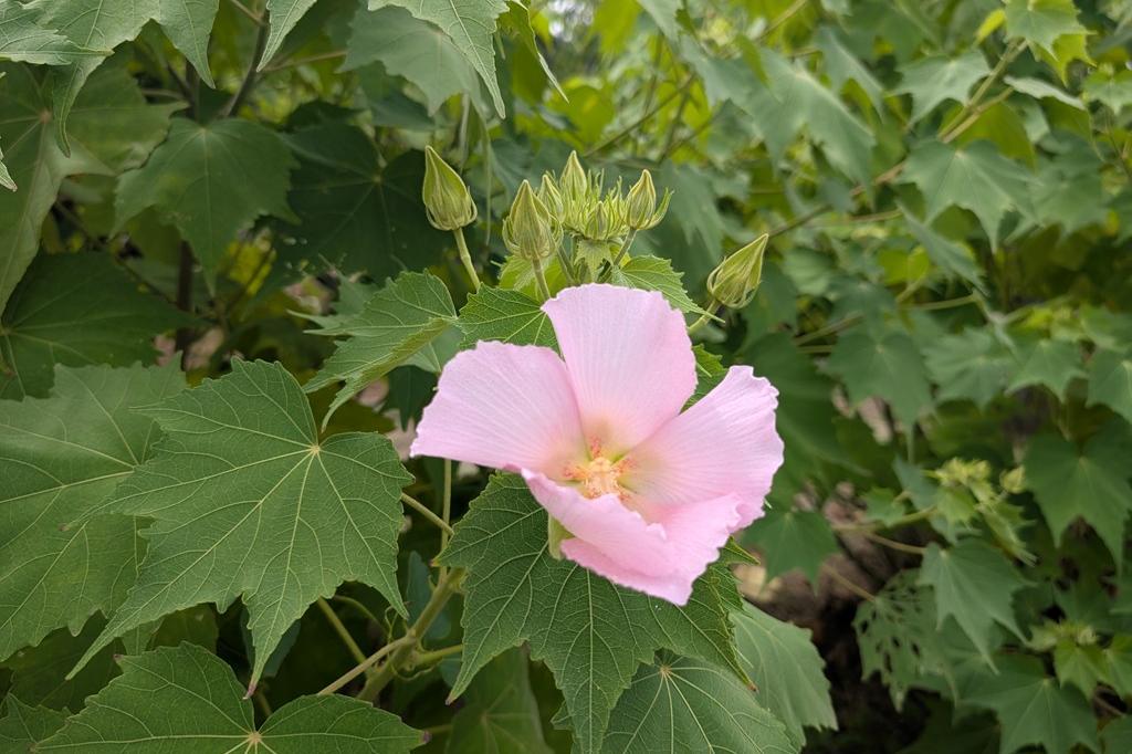 9月2日(水)のお花情報【朝とお昼の酔芙蓉】