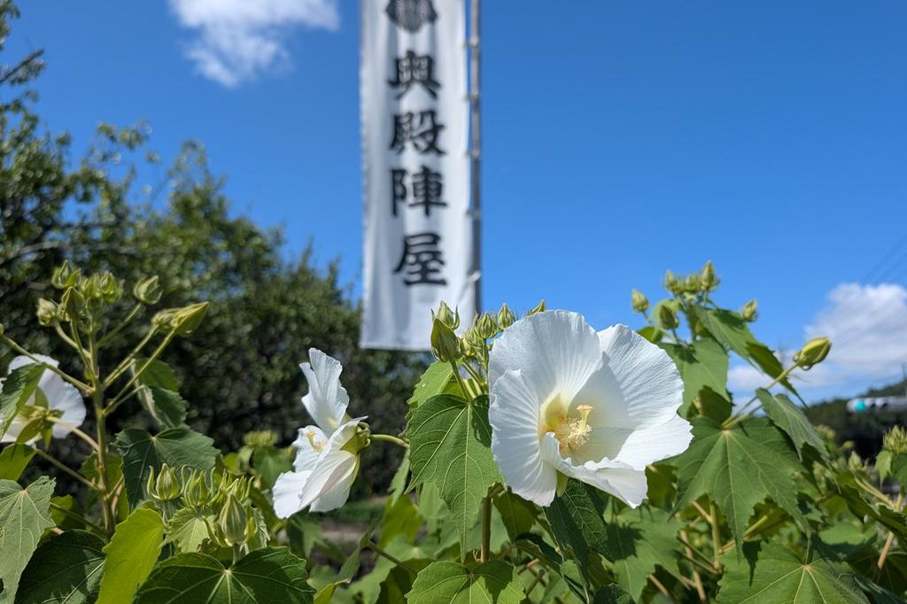 9月5日(土)のお花情報【酔芙蓉の見頃が一部始まりました】