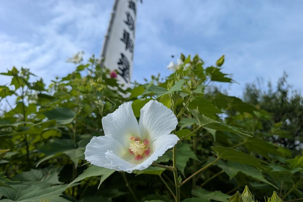 9月8日(火)のお花情報【酔芙蓉】
