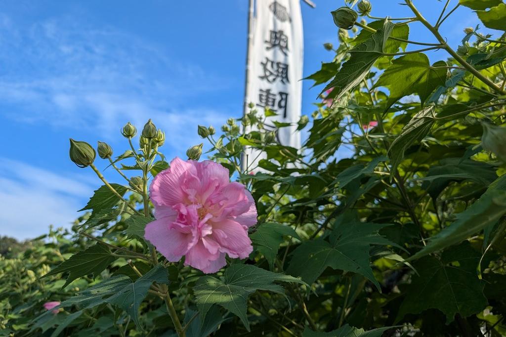 9月12日(土)のお花情報【15時過ぎの酔芙蓉です】
