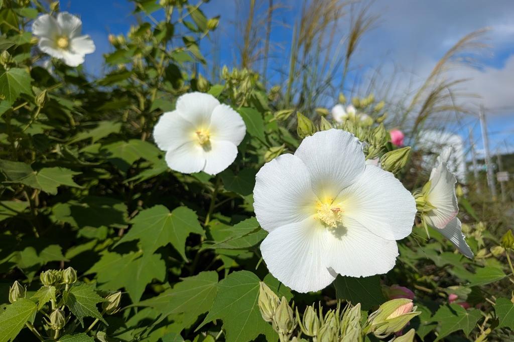 9月17日(木)のお花情報【酔芙蓉の見頃続いています】