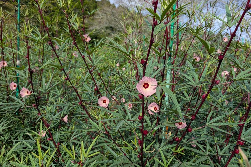 9月21日(月祝)のお花情報【酔芙蓉・彼岸花・ローゼル・綿・フォックスフェイス】