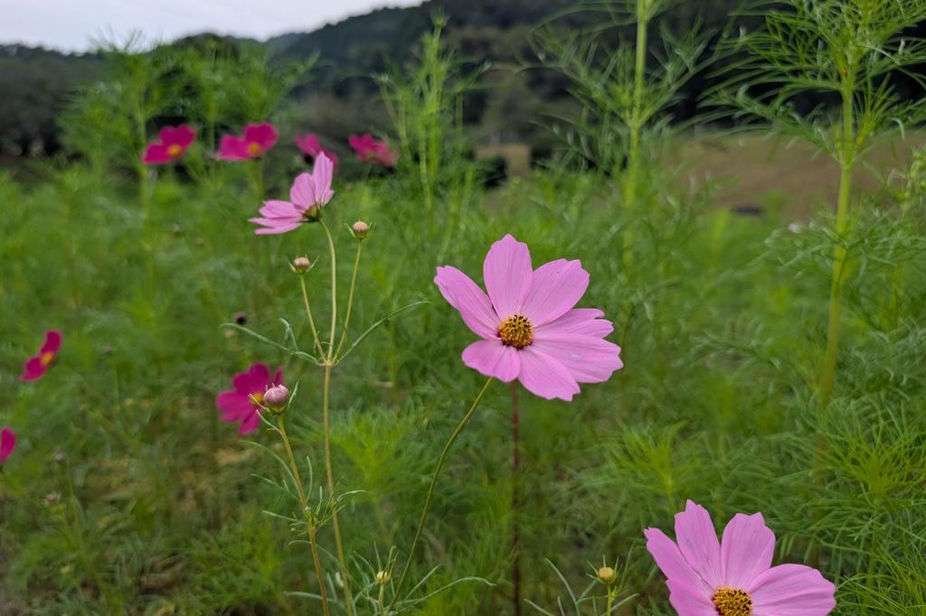 9月26日(土)のお花情報【コスモス咲始め　等】