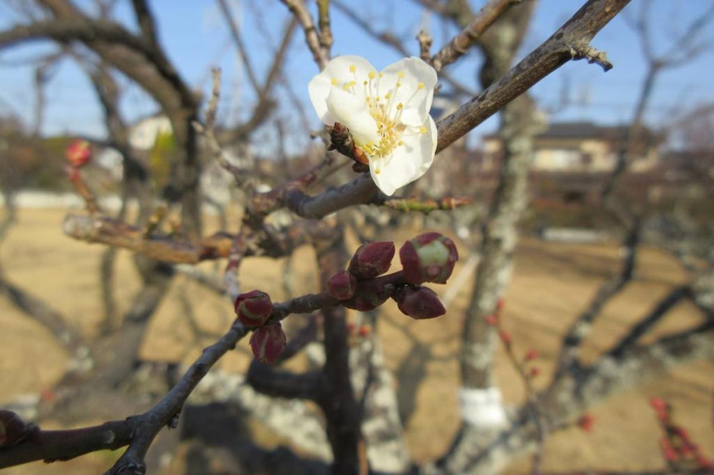 2018年の葵梅林開花状況はこちらからご覧ください！