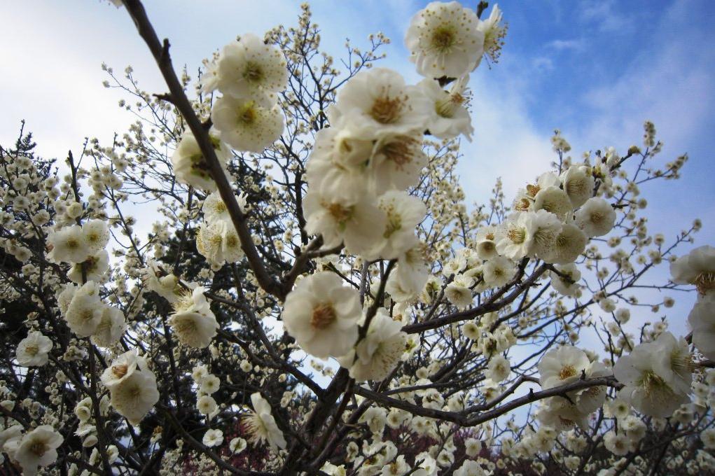 「梅の花見満喫プラン～南公園コース～」を公開しました！