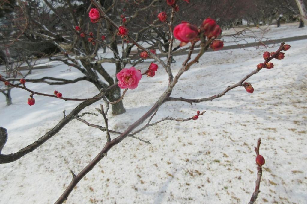 1月26日現在の葵梅林の開花状況はこちらです！