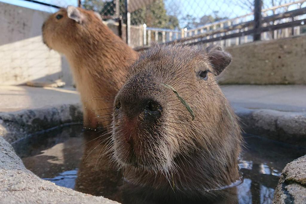 東公園動物園の仲間にカピバラを追加しました！