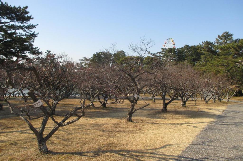 2月9日現在の葵梅林の開花状況はこちらです！