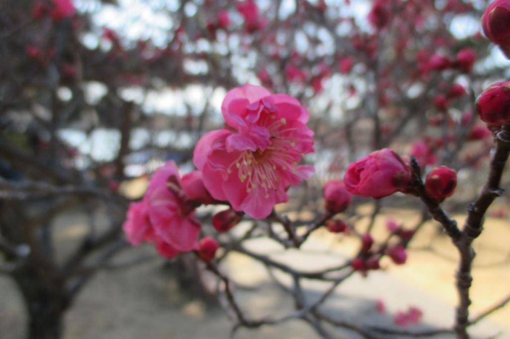 2月16日現在の葵梅林の開花状況はこちらです！