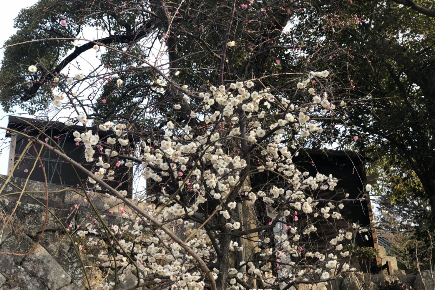 2018年岡崎天満宮の梅の開花情報はこちら！