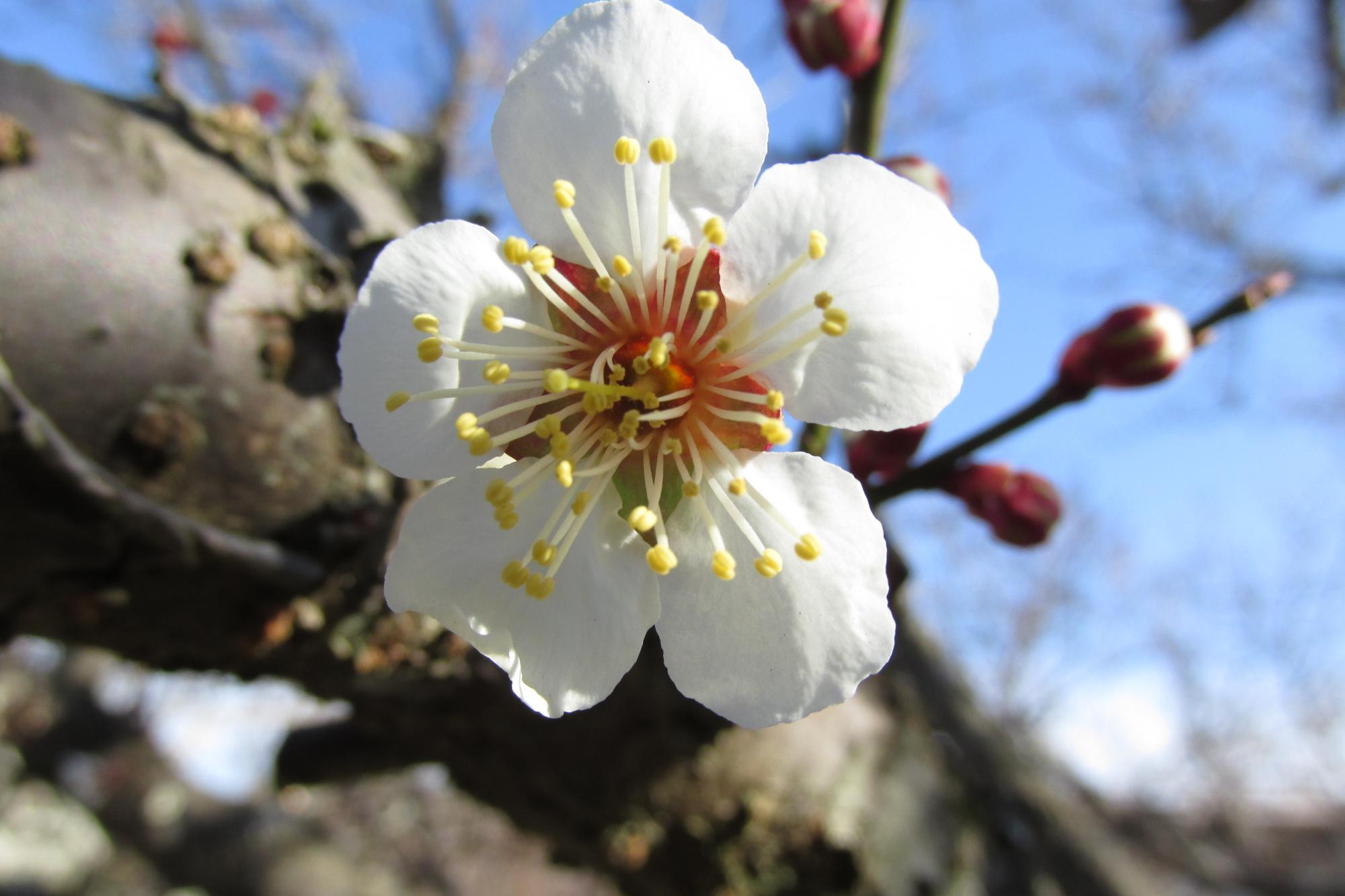 梅の花が開花しました！