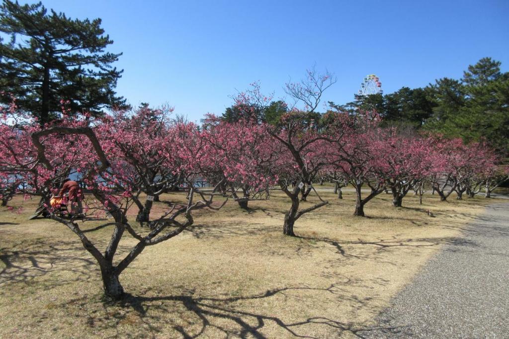 3月6日現在の葵梅林の開花状況はこちらです！