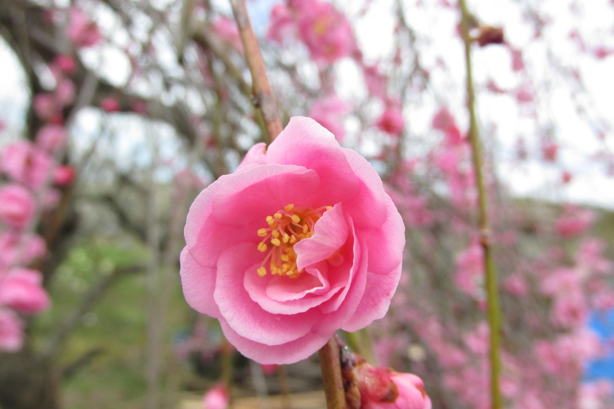 3月9日（金）梅の花が五分咲きになりました！