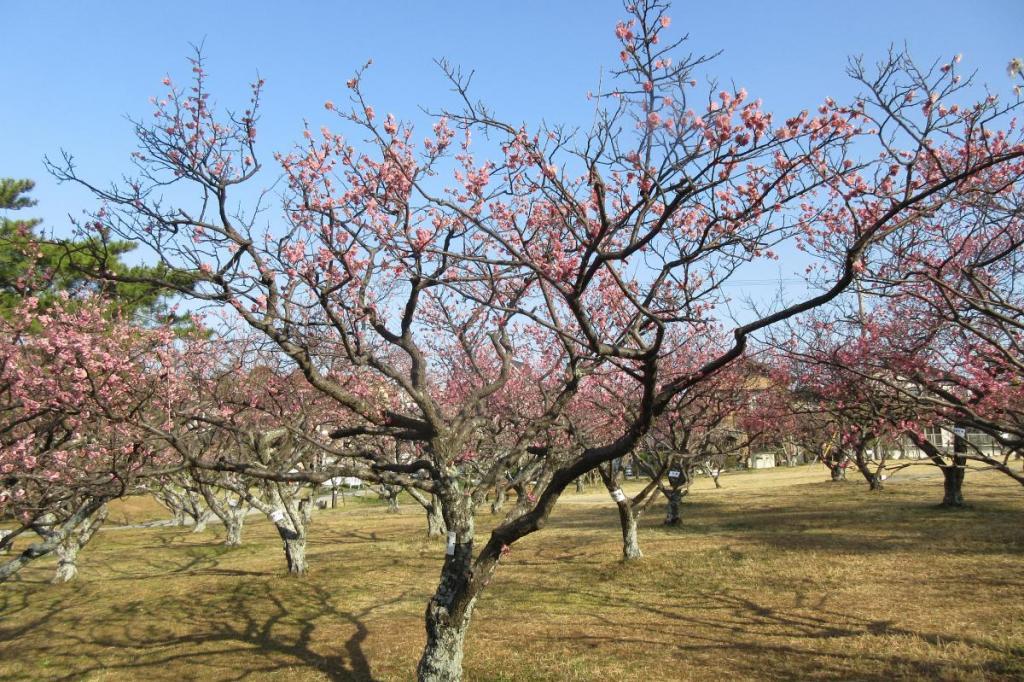 3月13日現在の葵梅林の開花状況はこちらです！