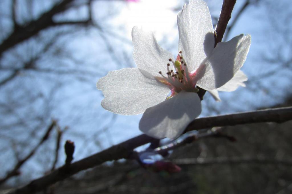 3月14日　梅の花が満開になりそうです。カタクリも咲き始めました！