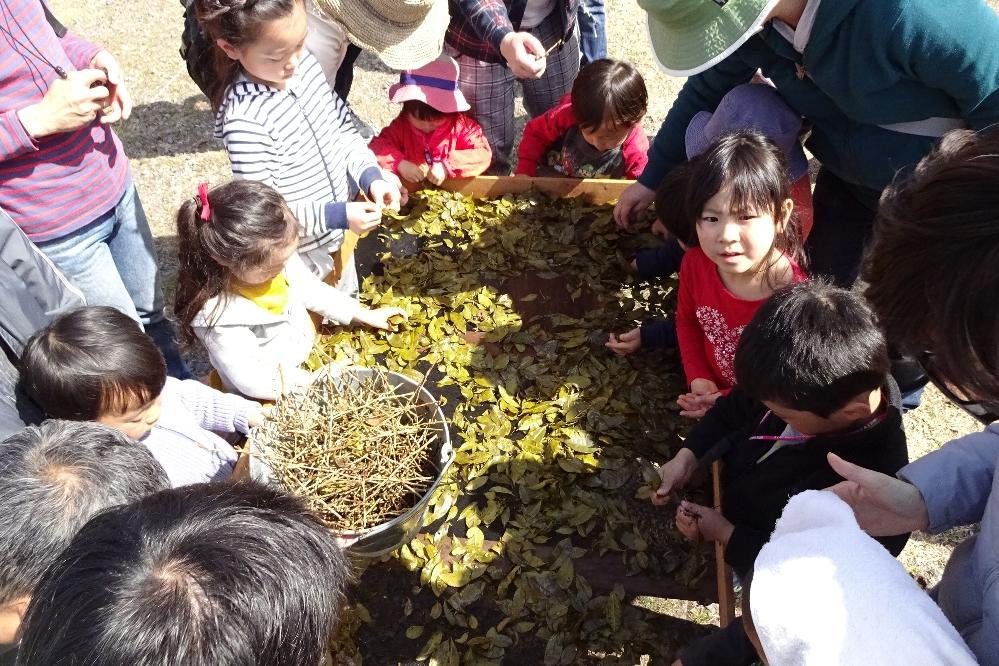 「お茶の老舗に習う番茶づくり」大好評でした