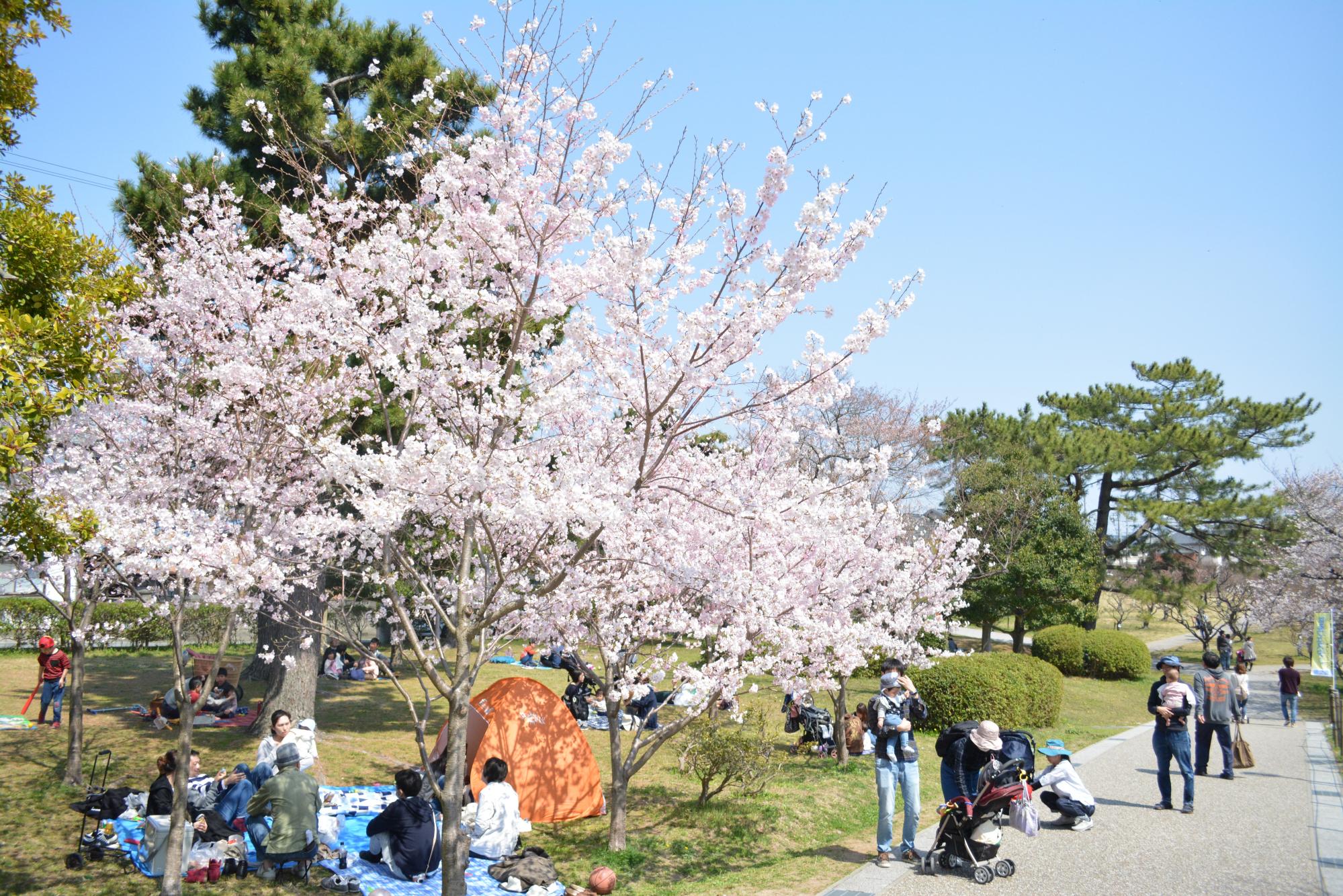 3月25日（日）の桜の様子を更新しました！