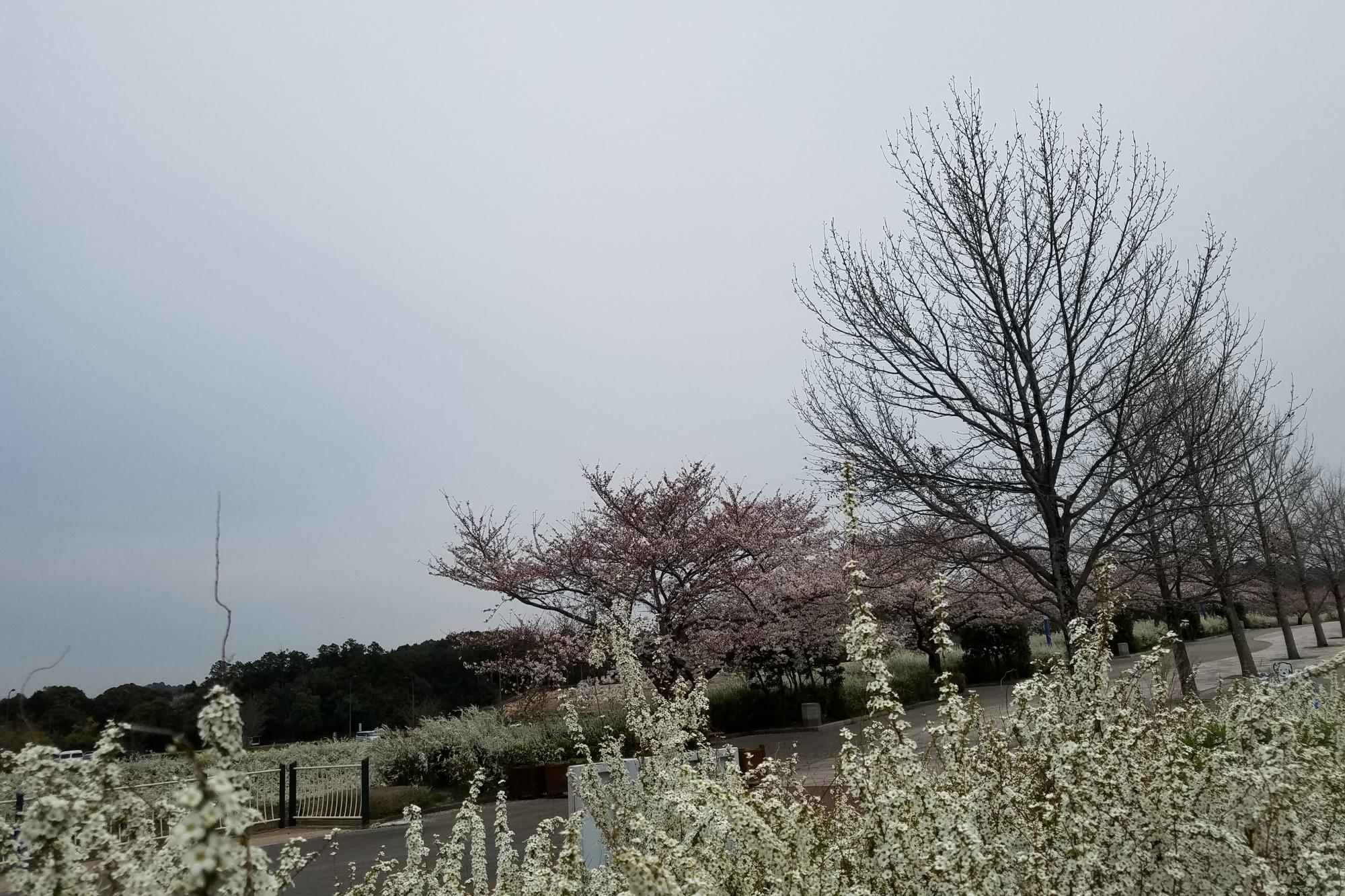 2018年3月27日花の開花状況を更新しました！