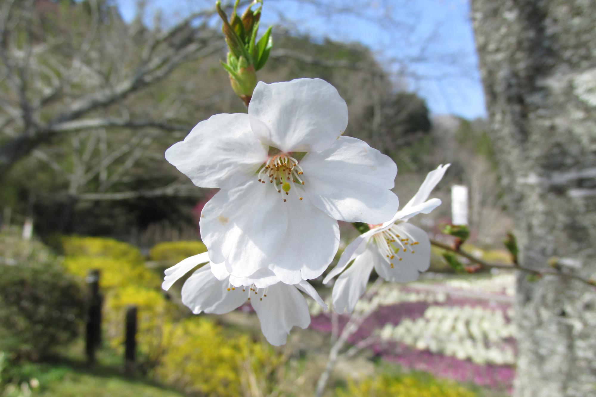 2018年奥殿陣屋の桜情報はこちら！