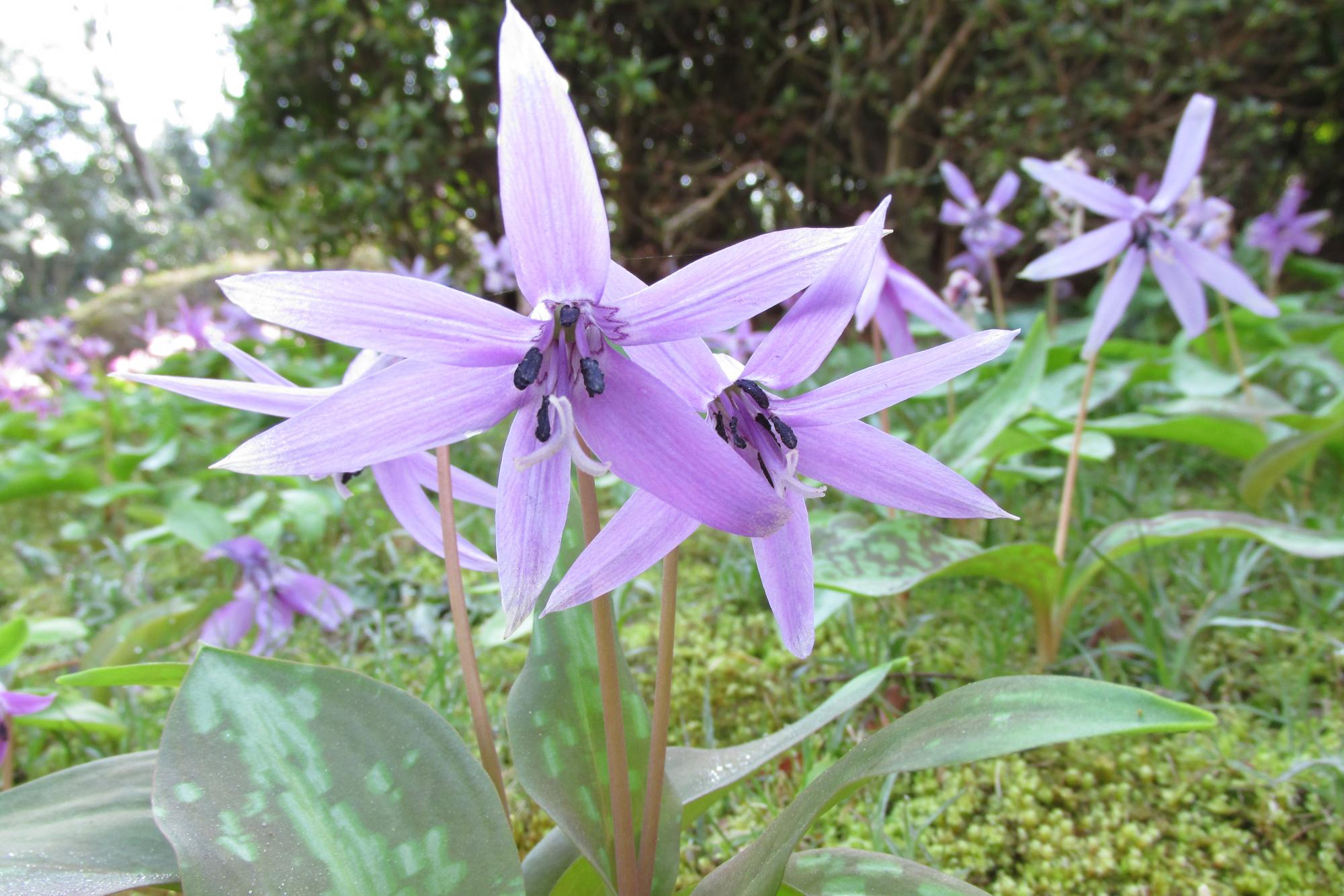 春のお花情報【カタクリ・レンギョウ・寒緋桜・四季桜　等】