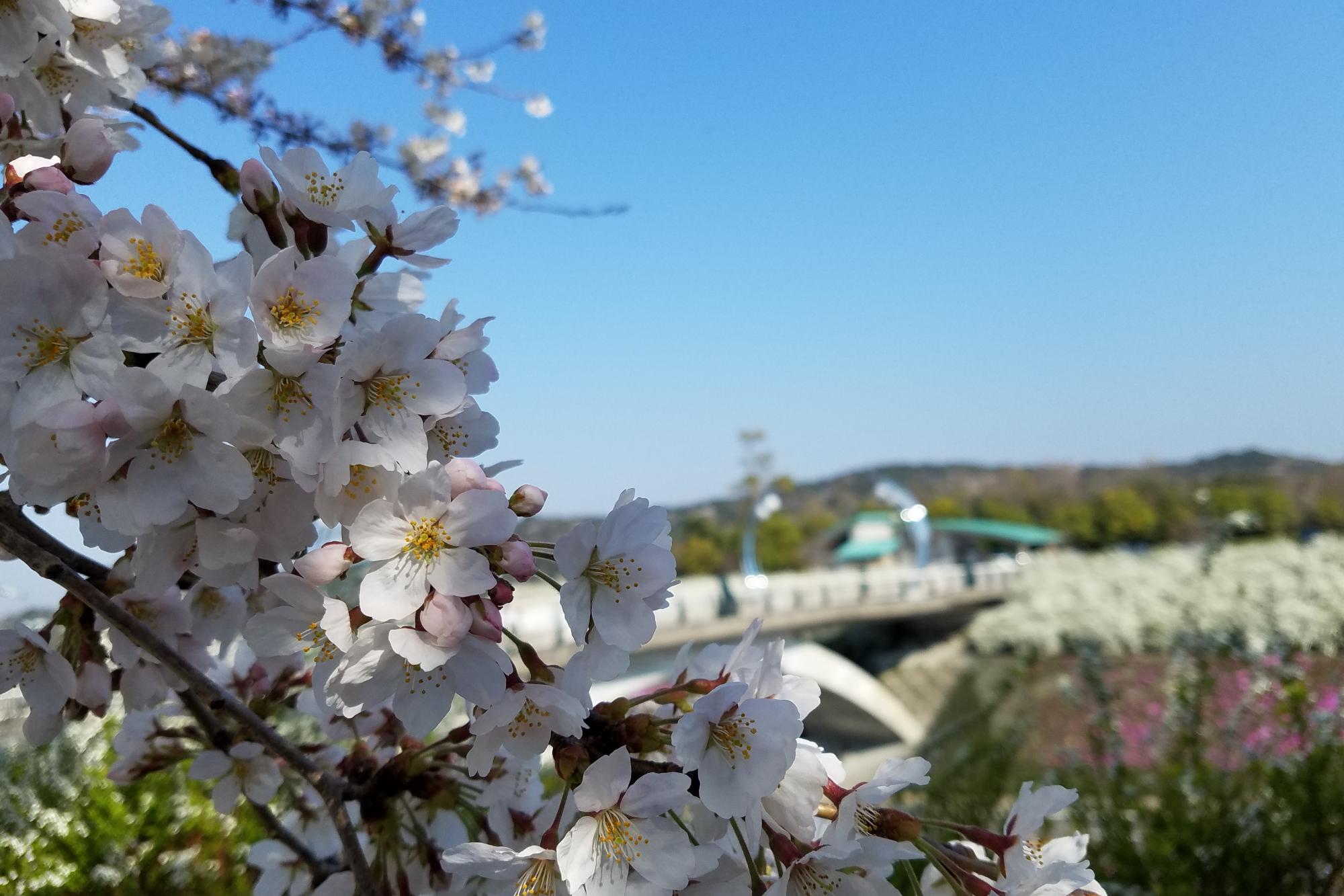 2018年3月30日（金）の開花状況を更新！いろんな花が満開です！