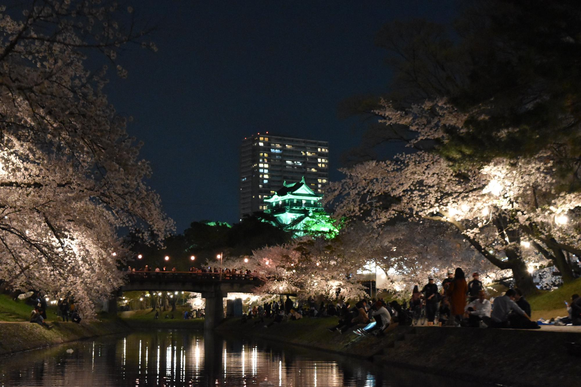 夜桜ライトアップの様子を掲載しました！