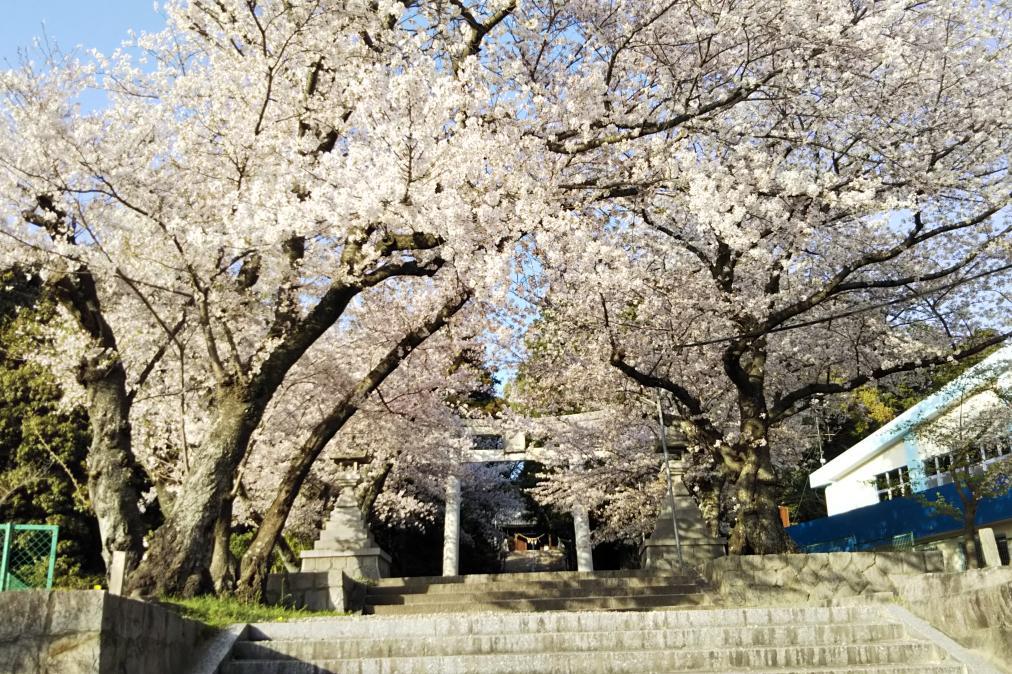 伊賀八幡宮、八柱神社、滝山寺の桜情報を公開しました！