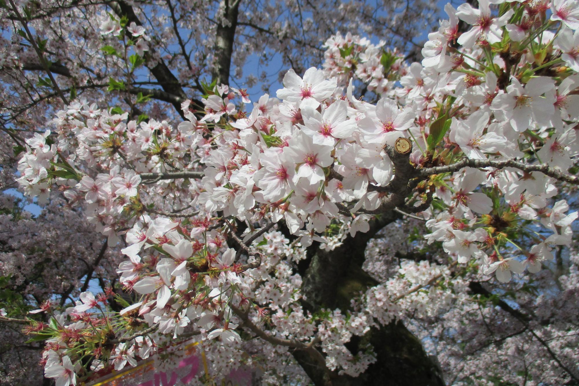 2018年3月31日（日）の桜の開花状況を公開しました。