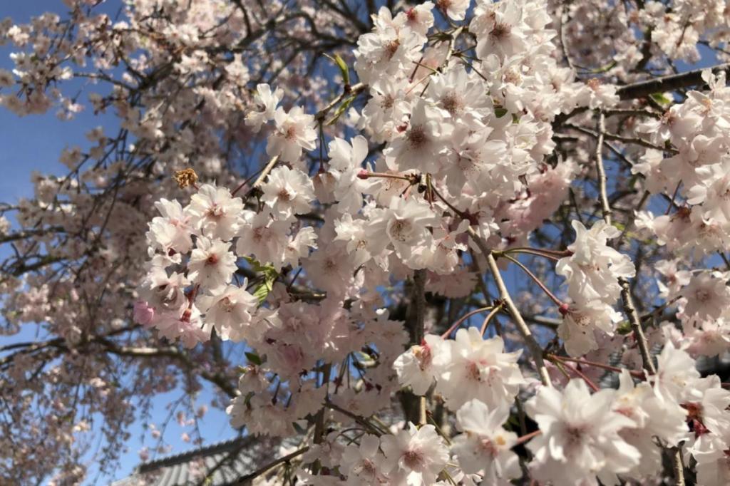 4月5日（木）の奥殿陣屋の桜情報を公開しました！
